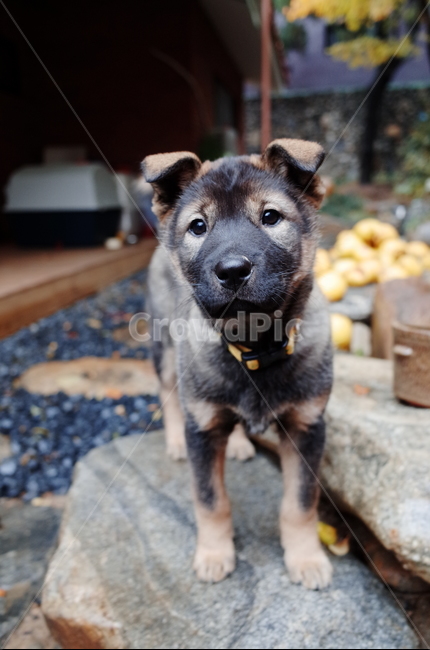 개,진돗개,dog,강아지,jindodog,puppy,동물,animal,포유류,mammal,개,강아지,dog,doggy