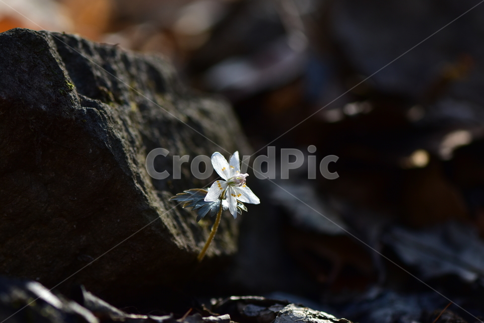 너도바람꽃,야생화,봄,꽃,풀꽃,자연,식물,식생,감성,힐링,plants,nature,spring,season,flower,emotion,feeling,흰색,초본,너도바람꽃속