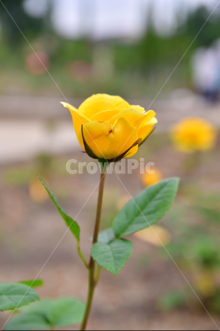 꽃,야생화,정원,수목원,자연,봄,여름,장미,식물,자연,plants,nature,꽃,flower