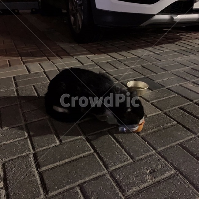 고양이,밤,블랙,냥이,개냥이,블럭,간식,동물,애완견,물,길고양이