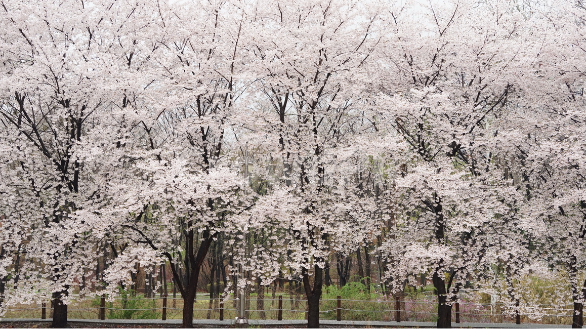 꽃,벚꽃,cherryblossom,봄,벚꽃축제,순식간,벚꽃잎,봄,계절,spring,season,자연,풍경,nature,landscape,식물,plants,나무,trees,wood,plant,blossom,flower