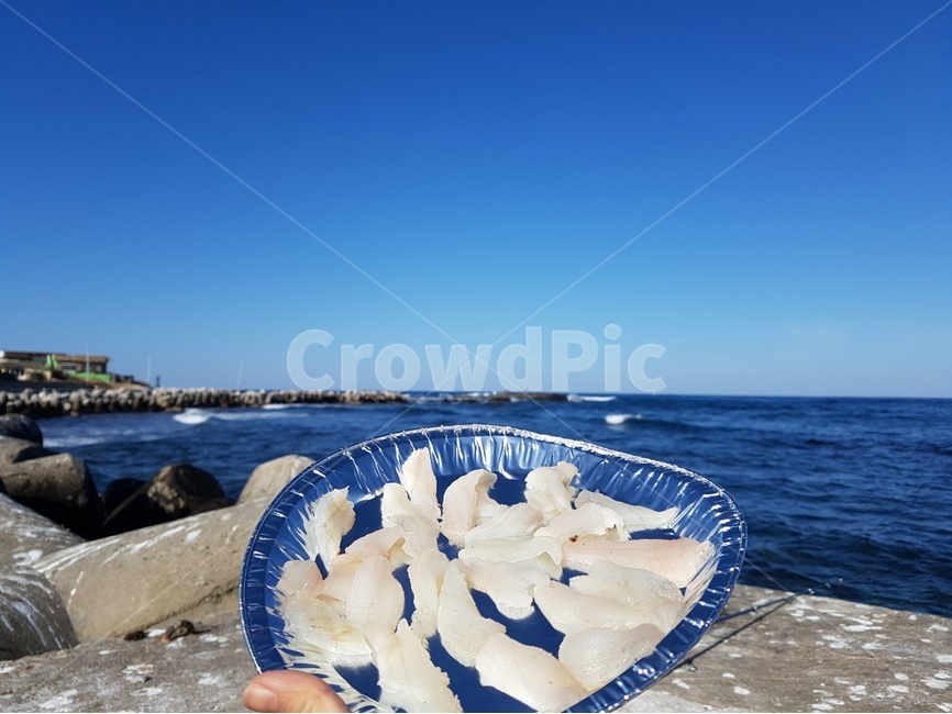 회,자연산,낚시,자연산회,바다,동해안,여행,국내여행,포항,음식,식재료,요리,food,cook,meal,dishes,food reserves,수산물,해산물,fishery products,seafood
