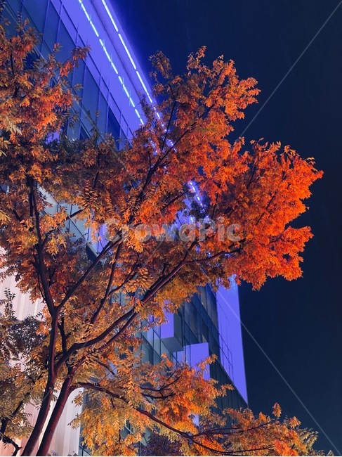 leaf,잎,tree,나무,단풍,maple,명동