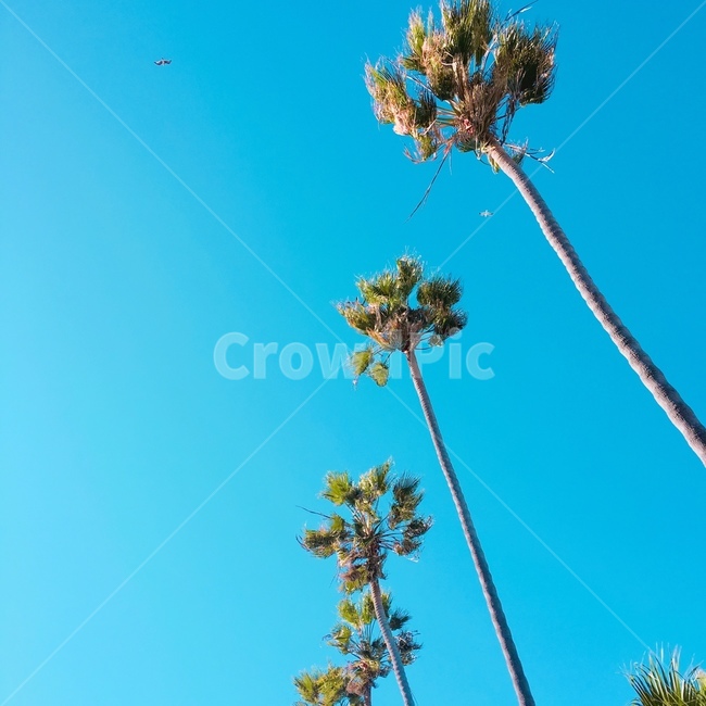 야자수,파란하늘,여름,제주도,자연,하늘,나무,자연,풍경,nature,landscape,식물,plants,나무,trees,wood,tree,plant,palm tree,summer
