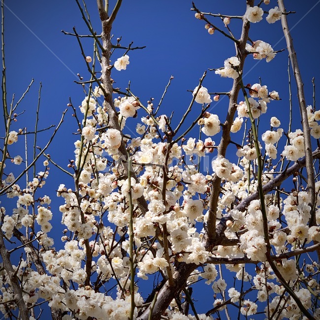 blossom,매화꽃,꽃,매화,flower,식물,plant,봄,spring