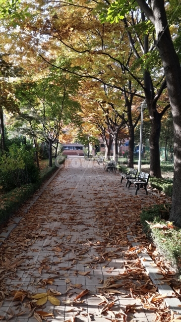 낙엽,가을,공원,산책로,낭만,가을,계절,fall,autumn,season,식물,자연,plants,nature,나무,trees,wood,tree,plant,path,통로,tree trunk,나무 줄기