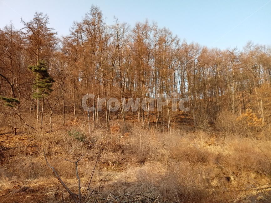 outdoors,산,나무,나무가지,숲,하늘,초목,식물,plant,자연,풍경,nature,landscape