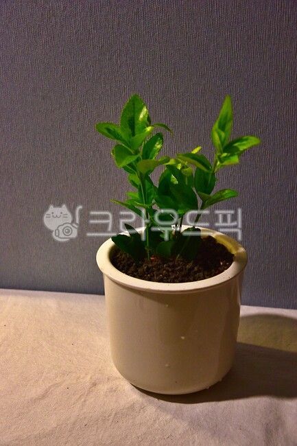 식물,화분,가드닝,홈가드닝,황금사철,plant,gardening,vase