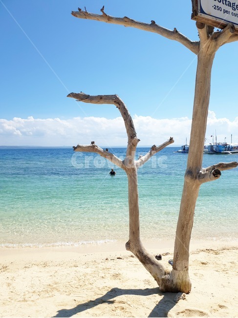나무,바다,풍경,휴양지,여름바다,해변,바다,beach,sea