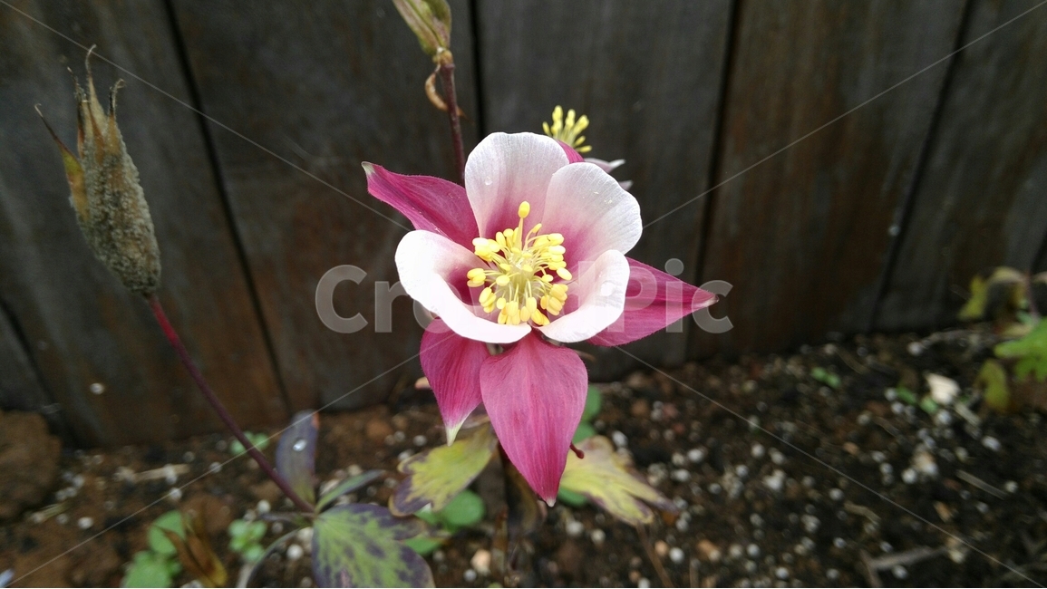 꽃,자연,nature,flower,식물,식물,자연,plants,nature,꽃,flower