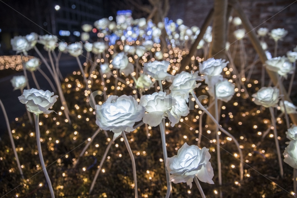 조명,꽃조명,빛,보케,밤품경,야경,밤,풍경,nightscape,night,landscape,꽃,flower