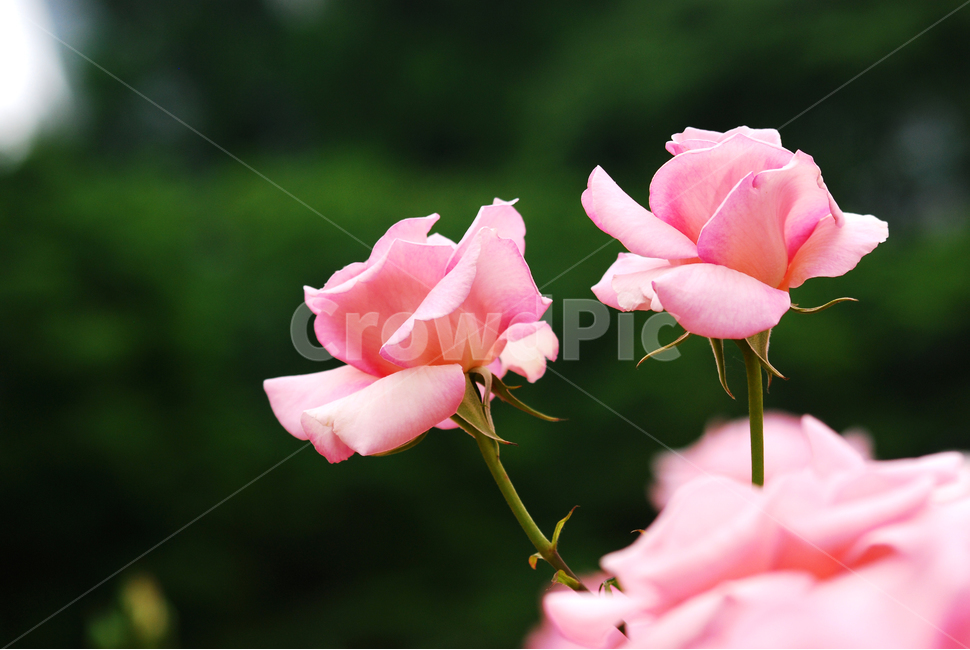 장미,장미꽃,로즈,꽃,아름다움,예쁜,플라워,데코레이션,꽃송이,꽃잎,feeling,rose,flowers,5월,계절의여왕,가시,가든,정원,앞뜰,장미원,장미축제,BEAUTIFUL,plant,garden,핑크색장미,pink,분홍색,식물,자연,plants,nature,꽃,flower
