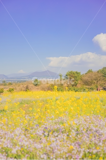 유채꽃,꽃밭,식물,꽃,flower,노란색,노랑,노란배경,아웃포커싱,제주유채꽃,제주도유채,꿈,희망,하늘,제주풍경,봄,계절,spring,season,자연,풍경,nature,landscape