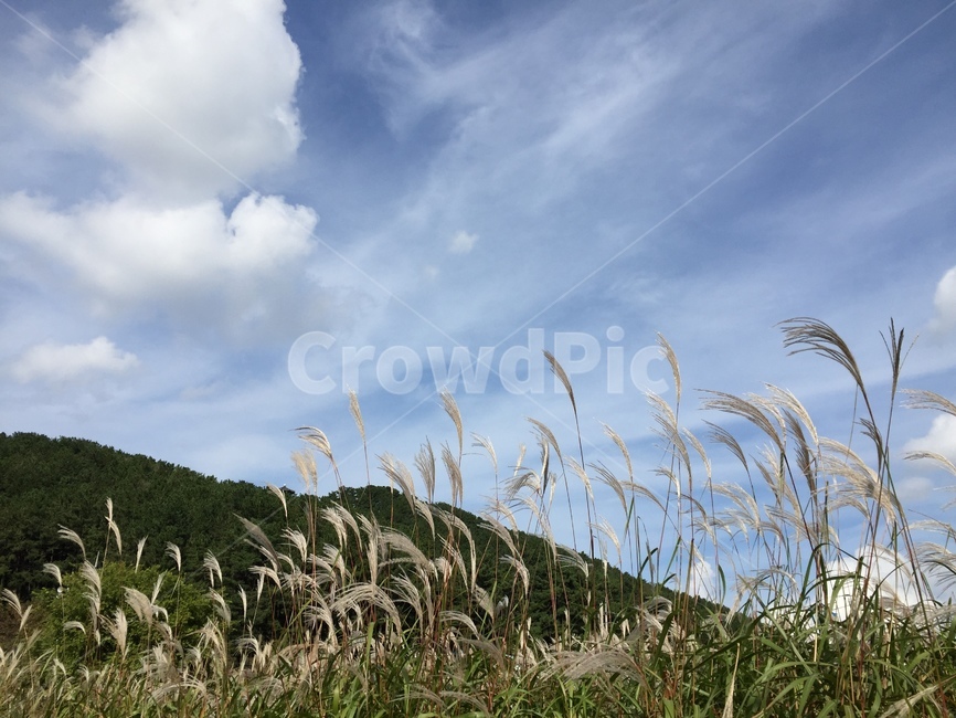 자연,하늘,억새,nature,silvergrass,가을,계절,fall,autumn,season,자연,풍경,nature,landscape,grass,잔디,plant,식물,lawn