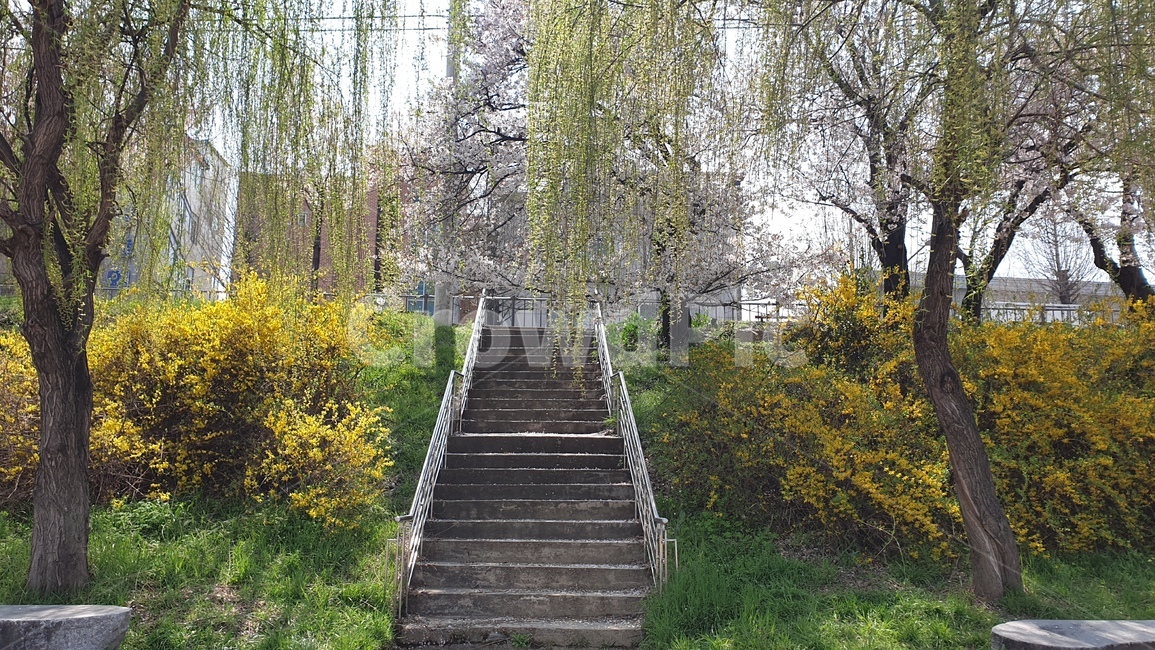 tree,나무,plant,식물,풀,자연,풍경,nature,landscape