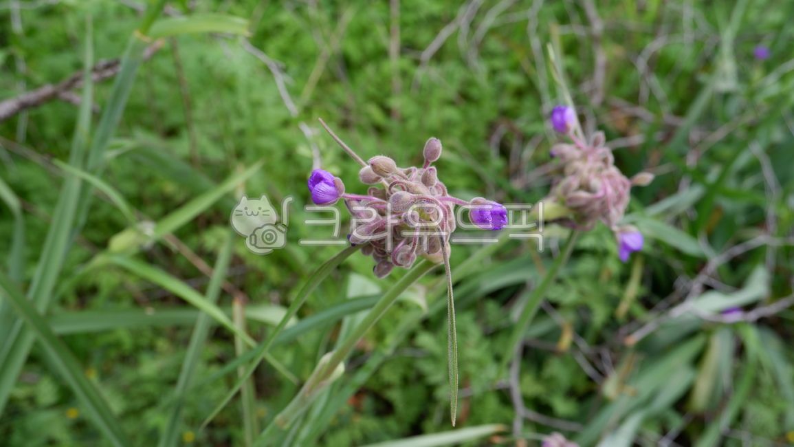 purple,보라,flower,꽃,petal,꽃잎,자연,풀,잎,nature,leaf,grass,들꽃