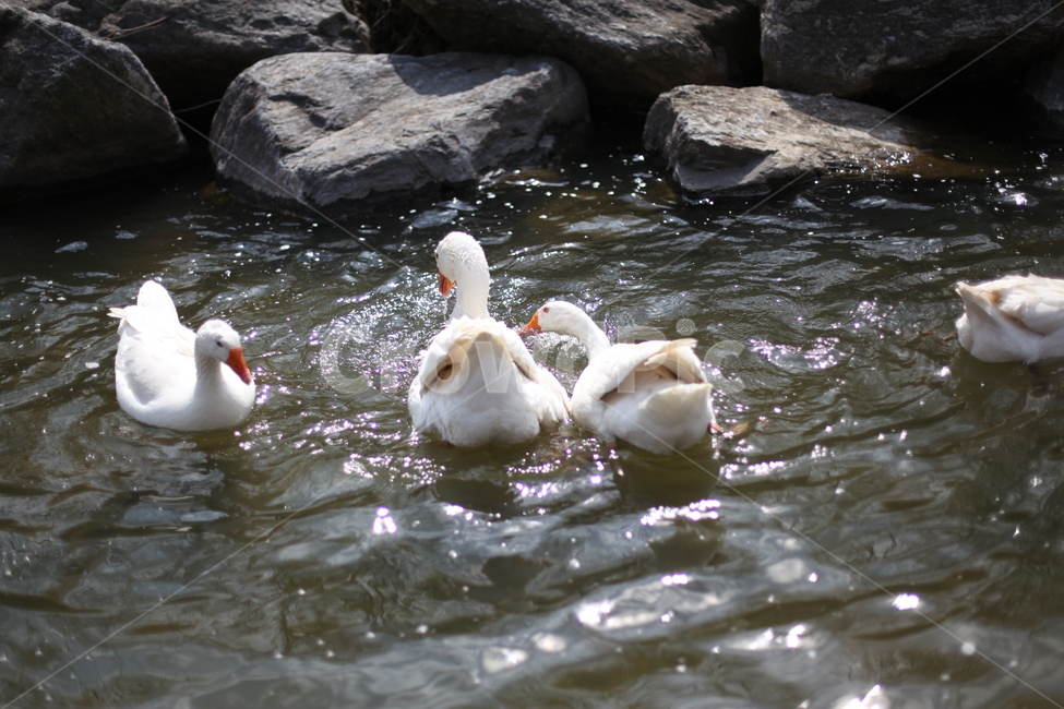 오리,거위,새,조류,봄,산책,개울,햇빛,동물,animal,조류,새,birds