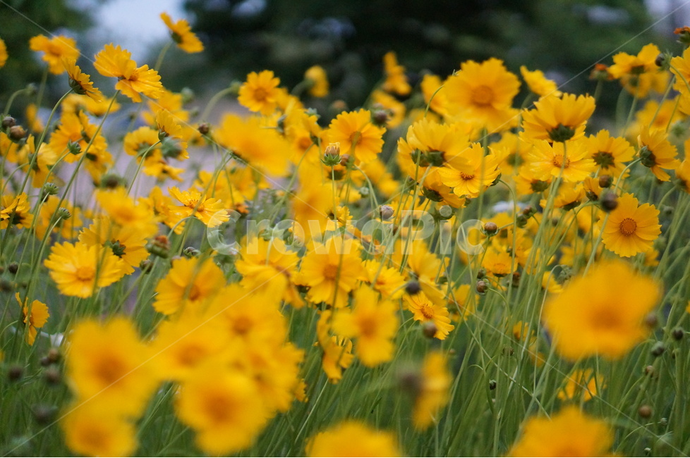 금계국,노랑,풍경,5월,꽃,식물,자연,plants,nature,꽃,flower