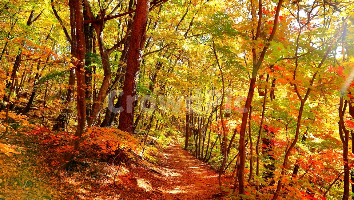 대관령,반정,길,옛길,대관령옛길,단풍,가을,가을,계절,fall,autumn,season,자연,풍경,nature,landscape,tree,나무,plant,식물,leaf,잎