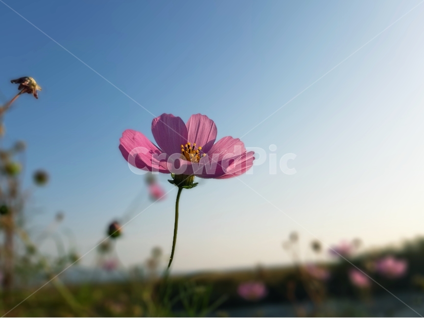 코스모스,가을꽃,가을,꽃,식물,blossom,plant