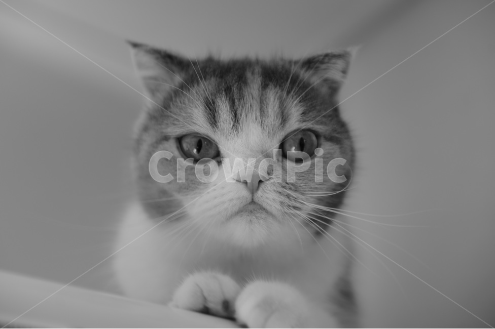 동물,pet,cat,animal,스코티쉬폴드,동물,animal,포유류,mammal,고양이,cat,kitten,kitty