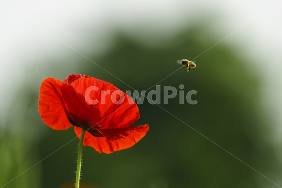 꽃,양귀비,양귀비꽃,자연,식물,벌,flower,poppyblossom,honeybee,plants,식물,자연,plants,nature,꽃,flower,동물,animal,곤충,벌레,insect,bug