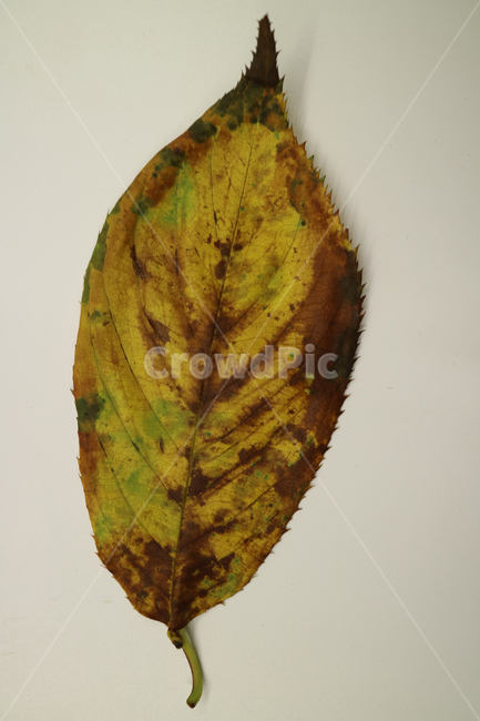 낙엽,가을,나뭇잎,잎,잎사귀,계절,식물,자연,가을낙엽,fallenleaves,deadleaves,오브젝트,누끼,가을,계절,fall,autumn,season,food,음식,pineapple,파인애플,plant,fruit,과일,veins,정맥