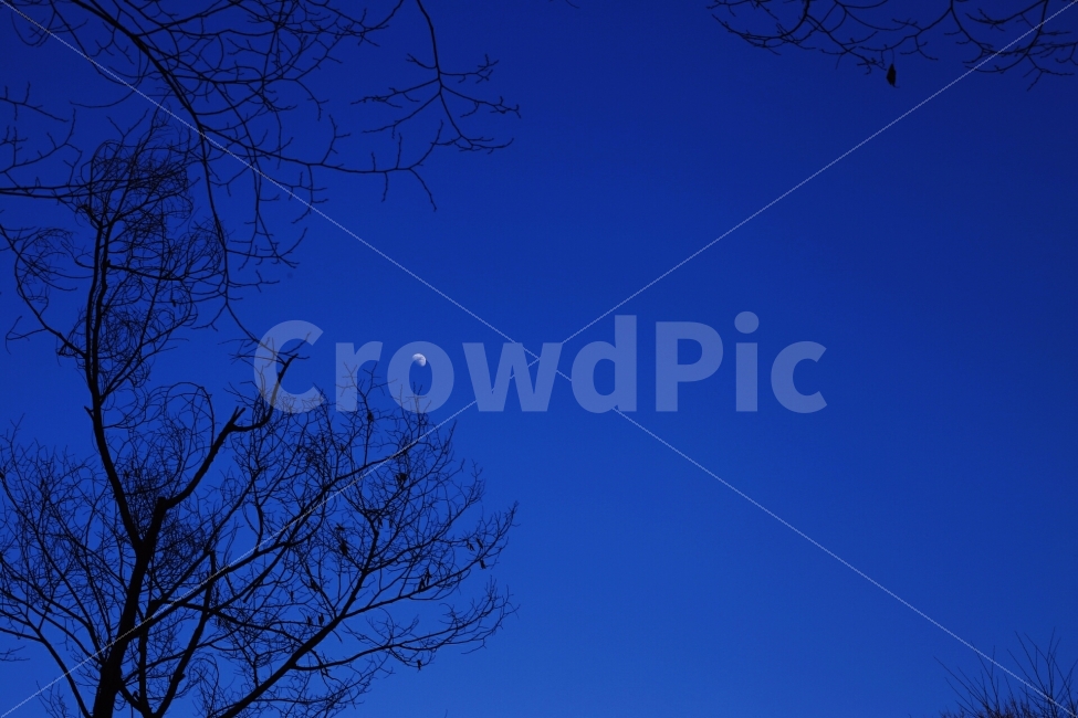 달,반달,석양,저녁,밤,하늘,야경,밤,풍경,nightscape,night,landscape,식물,자연,plants,nature,나무,trees,wood,실루엣,그림자,silhouette,shadow,outdoors,옥외