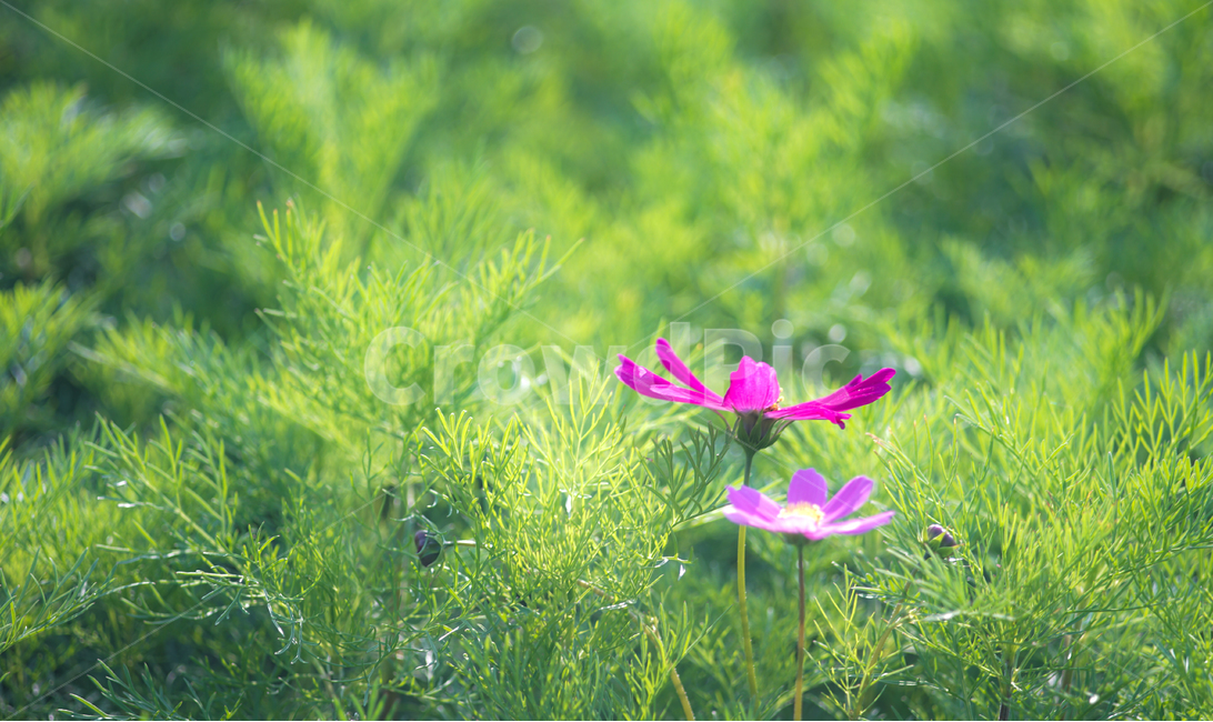 코스모스,꽃밭,자연,꽃,순정,애정,조화,가을,계절,fall,autumn,season,식물,자연,plants,nature,꽃,flower,plant