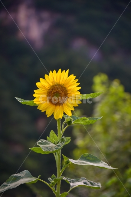 해바라기,꽃,여름,여름꽃,휴가,식물,자연,plants,nature,꽃,flower