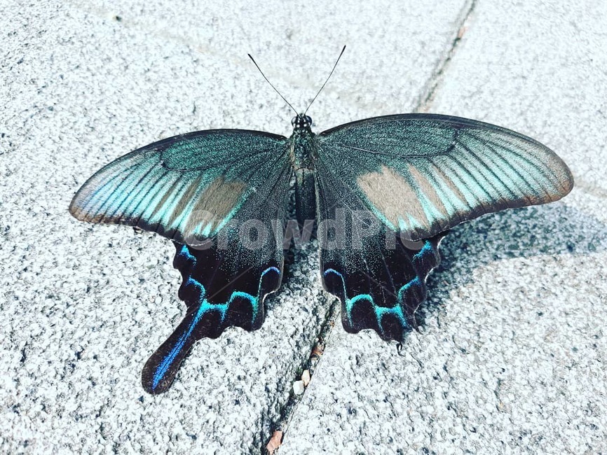 나비,아픈,희귀나비,추락,날개잃은,곤충,여름,채집,동물,animal,곤충,벌레,insect,bug
