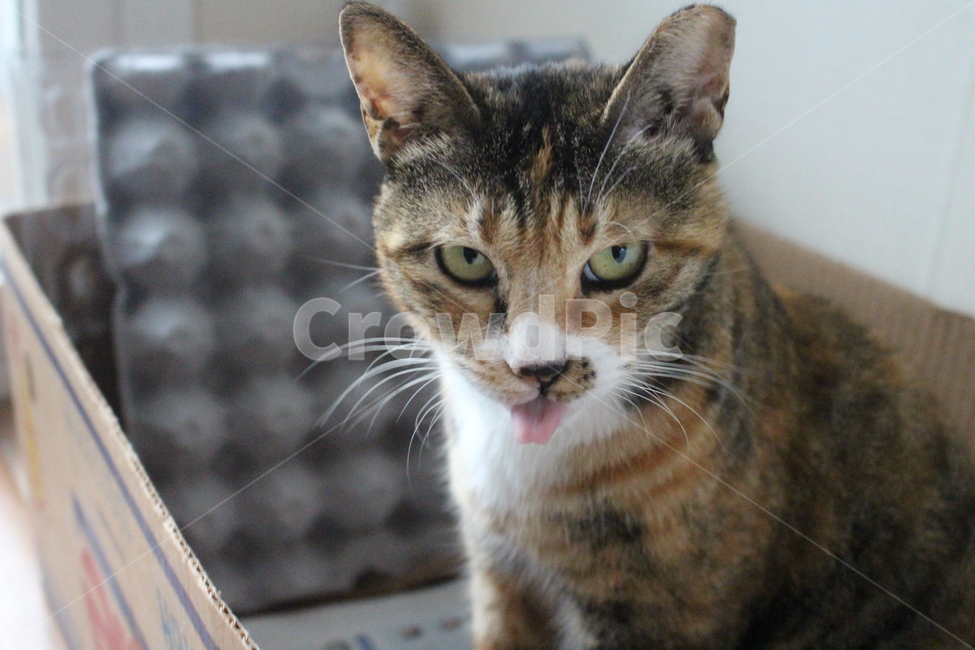 고양이,반려동물,반려묘,동물,애완동물,집고양이,클로즈업,동물,animal,포유류,mammal,고양이,cat,kitten,kitty