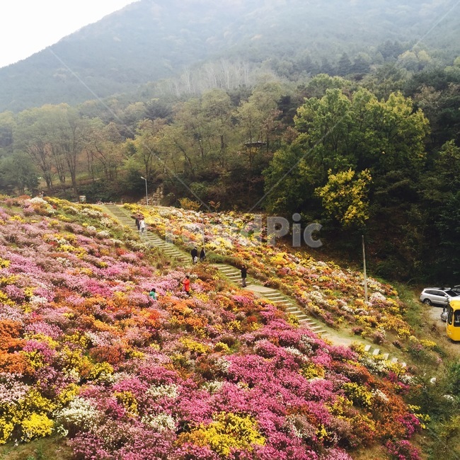 꽃,가을,봄,풍경,자연,등산,오르막길,계단,형형색색,노란색,분홍색