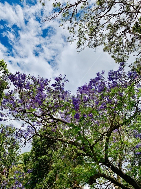 호주,벚꽃,자연,꽃,flower,감성사진,보라색,하늘