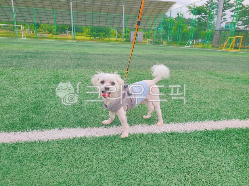 강아지,귀여움,사랑스러움,축구장,말티즈,분위기,밝은,초록,산책,가족,family,doggy,반려견,개,웃는,스마일,예쁜,애완동물,동물,웃는강아지,강아지사진,animal,mammal,행복,감성사진,happy,따뜻함,햇살,즐거움,feeling,love