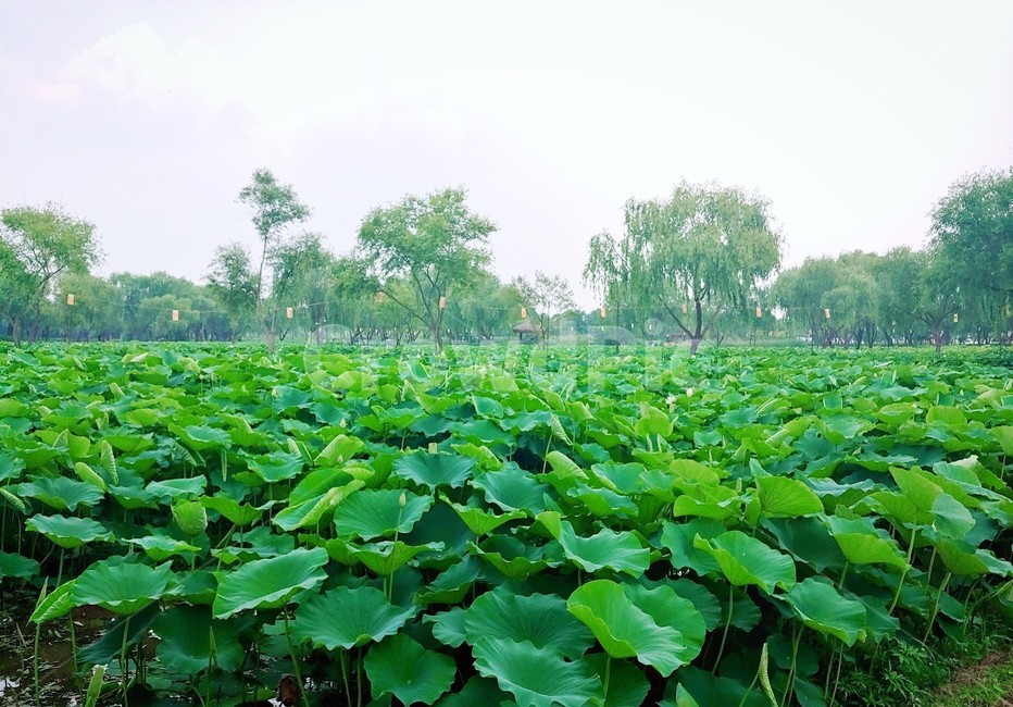 nature,자연,leaf,잎,plant,식물,풍경,부여