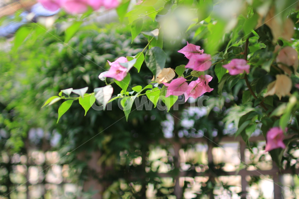 plant,식물,부겐베리아,꽃,핑크꽃,식물,자연,plants,nature,꽃,flower