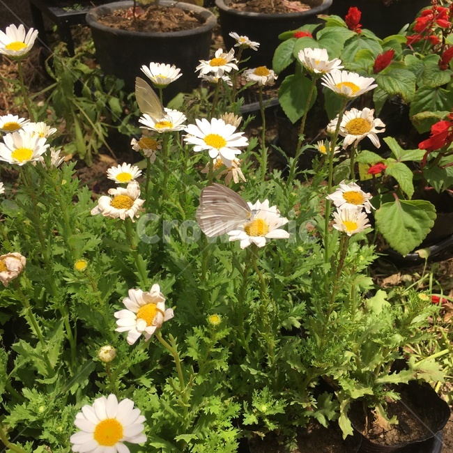 꽃,식물,자연,나비,풀,야외,곤충,nature,흰,노랑,빨강,flower,식물,자연,plants,nature,꽃,flower,동물,animal,곤충,벌레,insect,bug