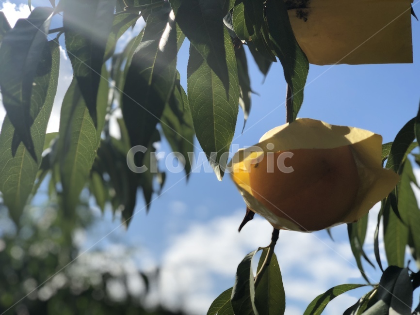 과일,음식,fruit,식물,자연,힐링,따뜻함,과일,열매,fruit