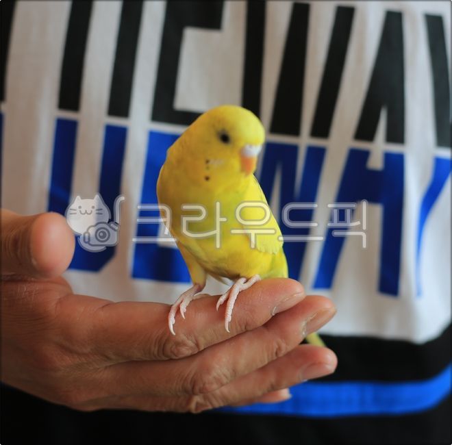 새, 앵무새, 동물, bird, animal, 사진,이미지,일러스트,캘리그라피 - 미리내작가