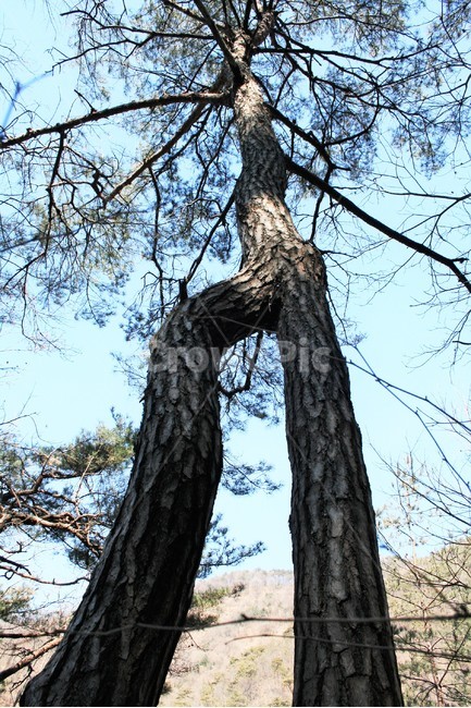 연리목,괴산연리목,사랑나무,사랑산,소나무,희귀수,식물,자연,plants,nature,나무,trees,wood
