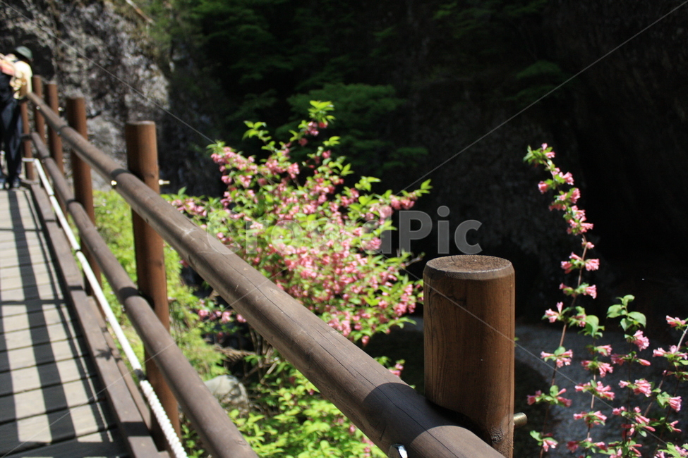 꽃길,들꽃,다리,풀,자연,산책,공원,자연,풍경,nature,landscape,plant,식물