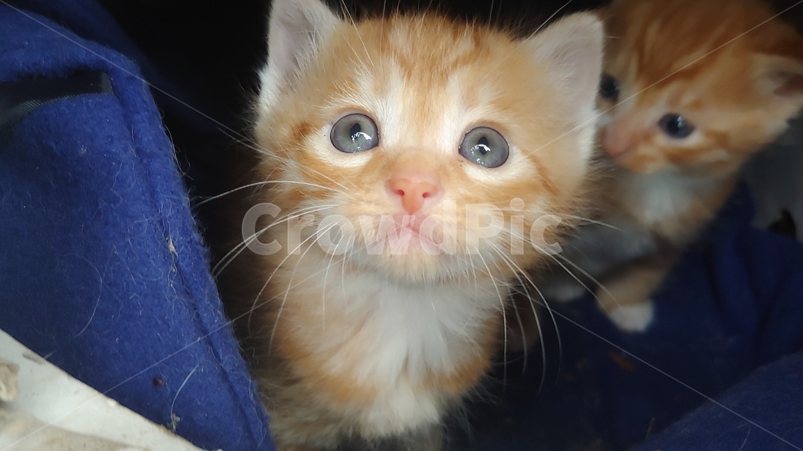 아기고양이,새끼고양이,고양이새끼,고양이,pet,애완동물,cat,animal,mammal,동물,animal,포유류,mammal,고양이,cat,kitten,kitty