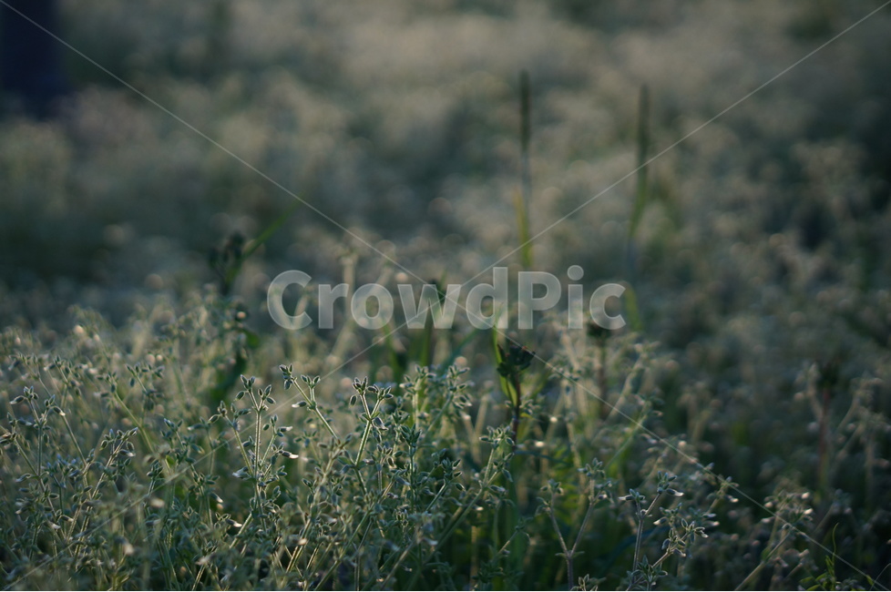 아침,햇빛,따사로움,식물,나무,풀,봄,식물,자연,plants,nature,감성,sensible,feeling