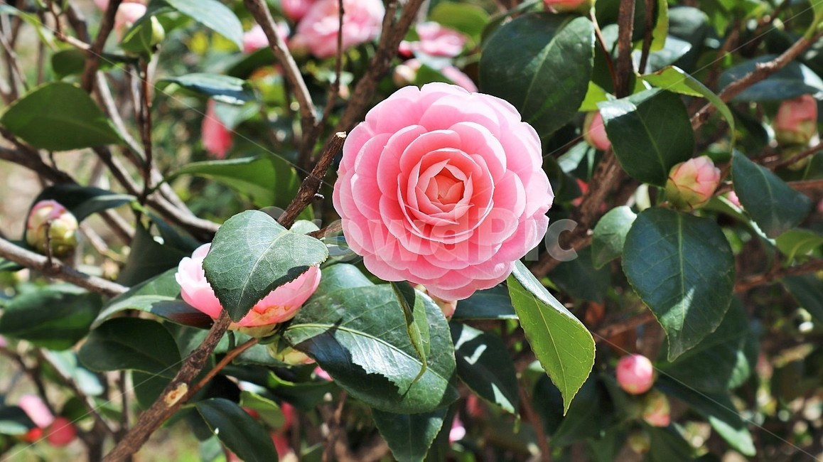 장미,꽃,장미꽃,식물,봄,plant,rose,flower,분홍색,pink,pinkflower,spring,blossom,동백꽃