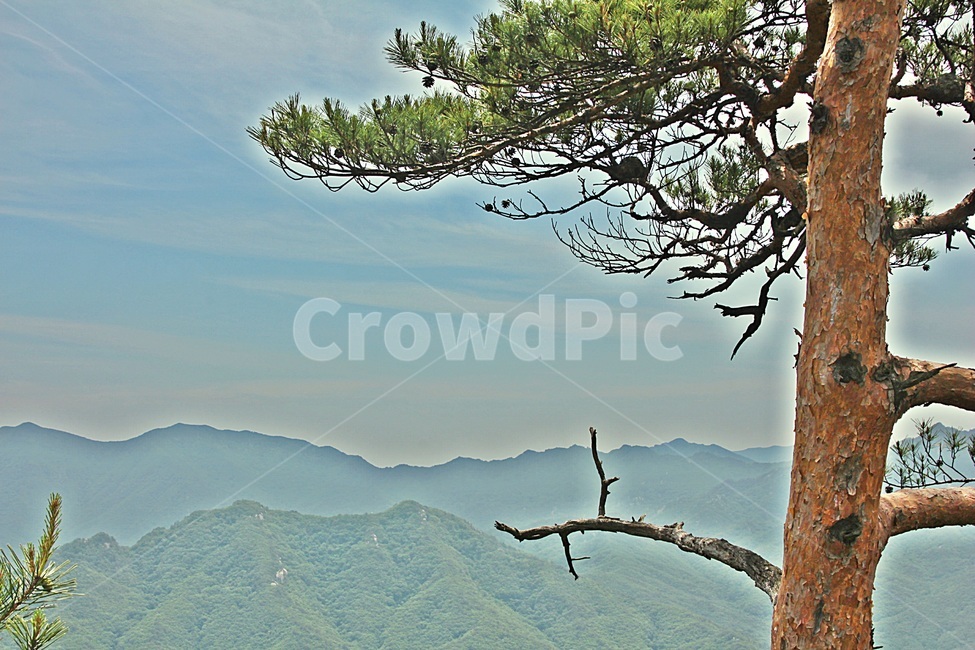 경치,자연,한국의산,소나무,산,등산,모악산,풍경,전북의산,완주군,구이면,숲,힐링,길,산보,숲길,마실길,둘레길,트레킹,아웃도어,forestroads,roads,foreststrekking,mountainclimbing,outdoor,hikers,people,naturelandscape,한국자연풍경,한국자연경관,koreanature,landscape,mountain,outdoors,옥외,mountainrange,산맥