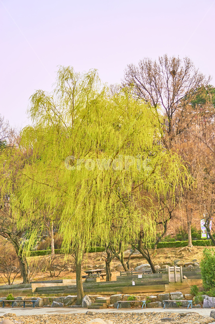 봄,식물,spring,나무,wood,nature,공원,park,plant,자연,풍경,nature,landscape,tree,plant