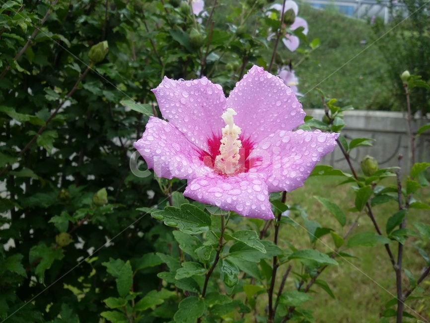 식물,plant,꽃,무궁화,자연,식물,자연,plants,nature,꽃,flower