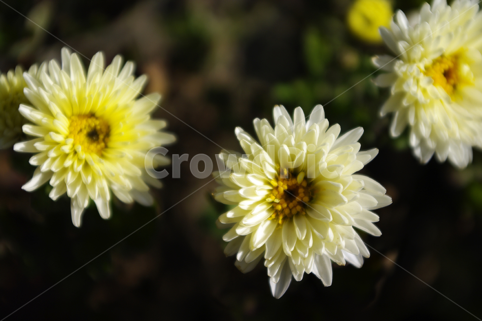 식물,plant,꽃,flower,국화,소국,식물,자연,plants,nature,꽃,flower