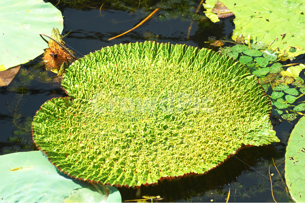 자연,식물,가시연잎,가시연,연못,수생식물,식물,자연,plants,nature